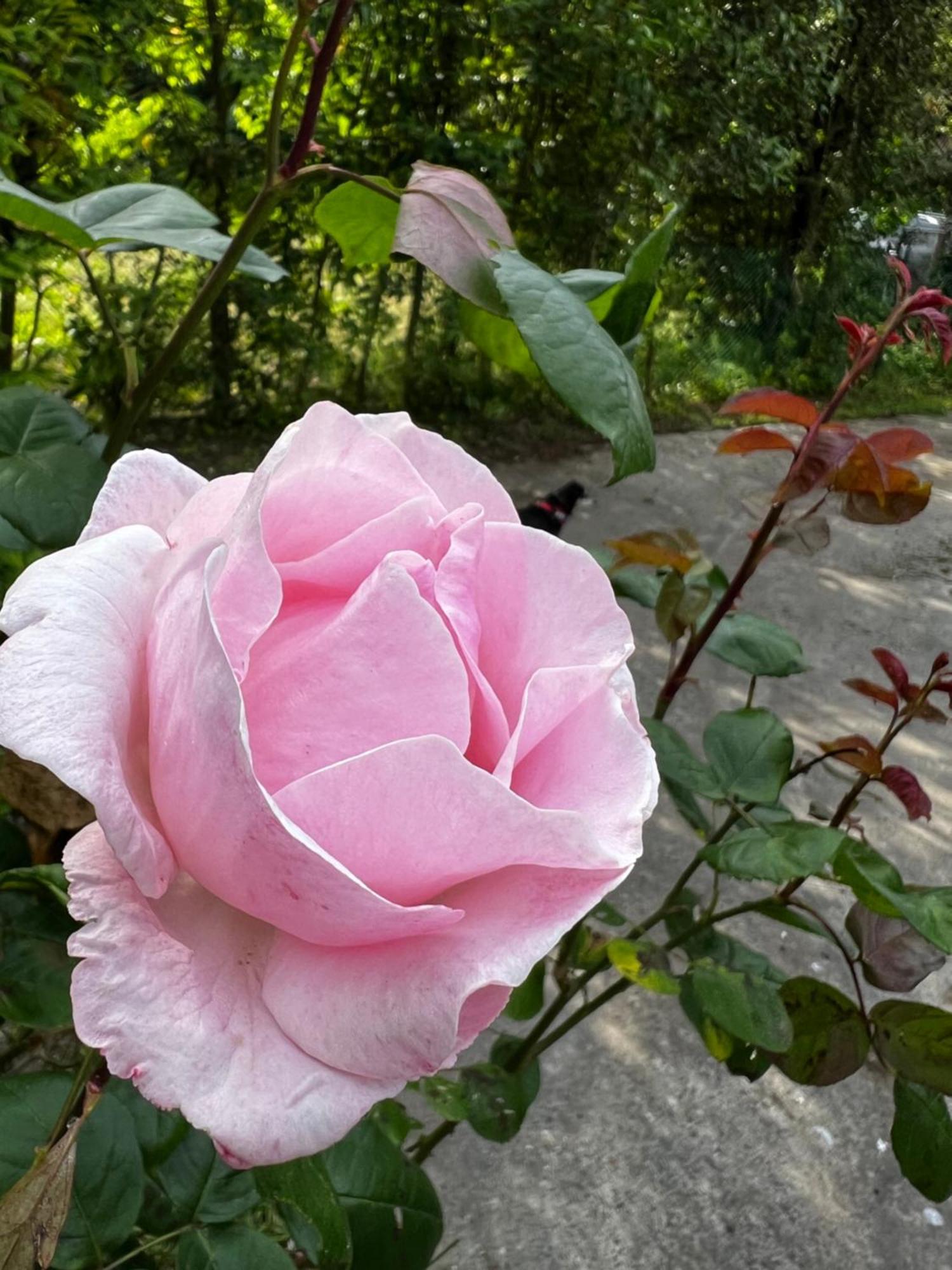 Villa Egles - Villa Con Giardino A Lignano Sabbiadoro Exteriör bild